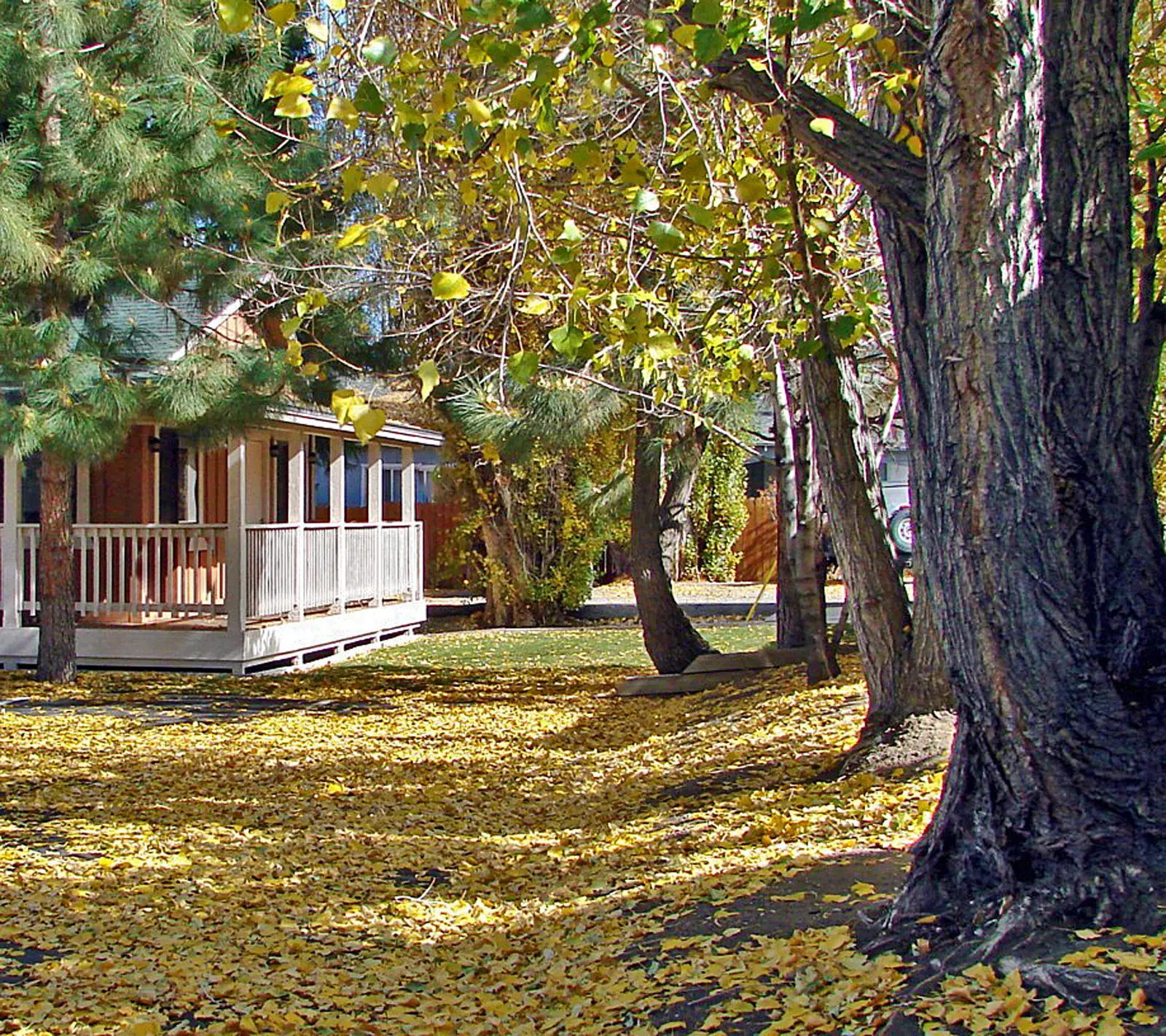Illustrative before view for Fall Leaf Cleanup