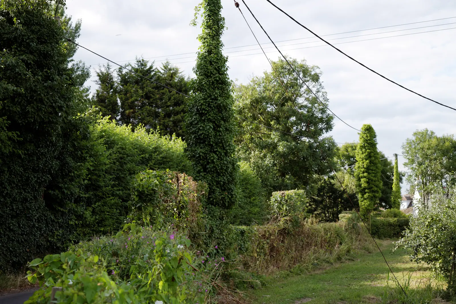 Illustrative before view for Hedge & Edge Refresh