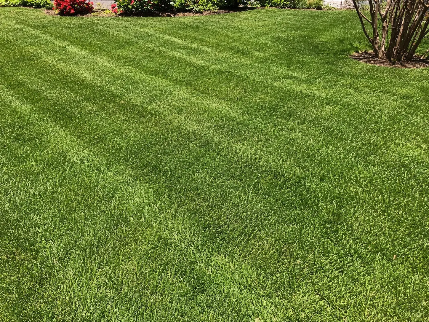 AI-created illustrative after view for Overgrown Lawn Reset